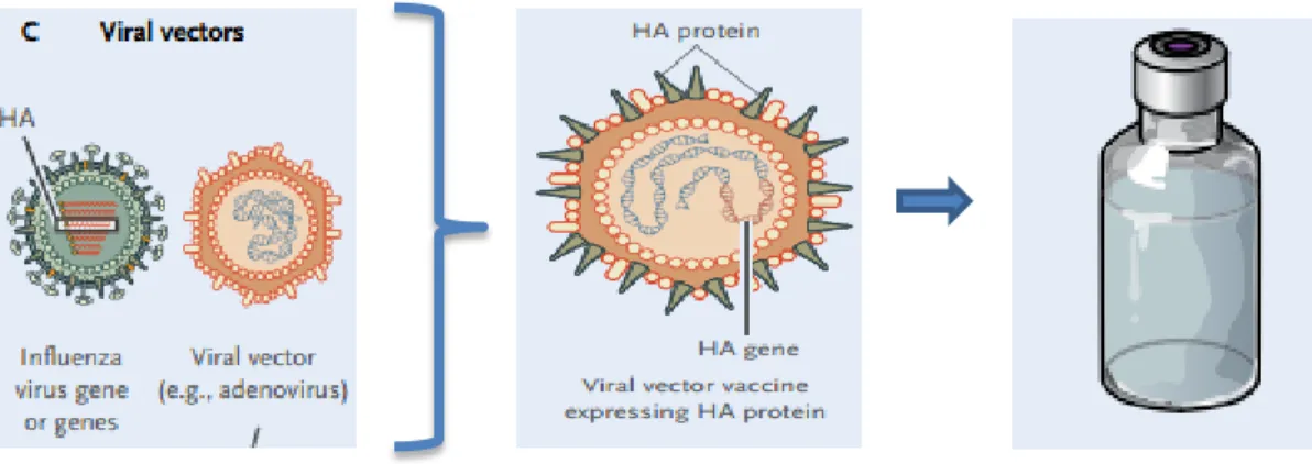 Figura 4 – Representação das vacinas de vector viral para o vírus influenza   (Adaptado de Lambert &amp; Fauci, 2010) 