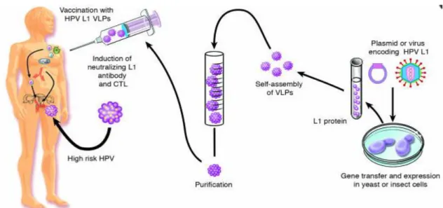 Figura  6  –  Representação  da  expressão  da  proteína  da  cápside  L1  na  produção  de  VLPs 