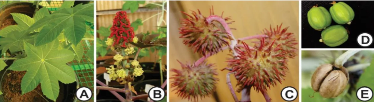 Figura 1. Características morfológicas de mamoneira. A: Folhas palmatiformes com a inserção do pecíolo  no  centro  do  limbo