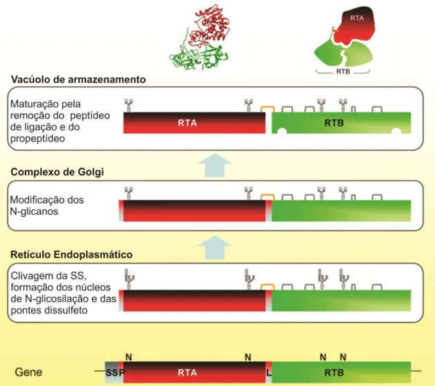 Figura  5.  Esquema  da  biossíntese  da  ricina  e  do  transporte  intracelular  a  partir  do  gene  (de  baixo  para  cima), mostrando as alterações pós-traducionais ocorridas até a formação da proteína final