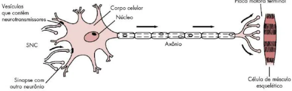 Figura 1. Neurónio motor (adaptado de Malamed, 2013). 