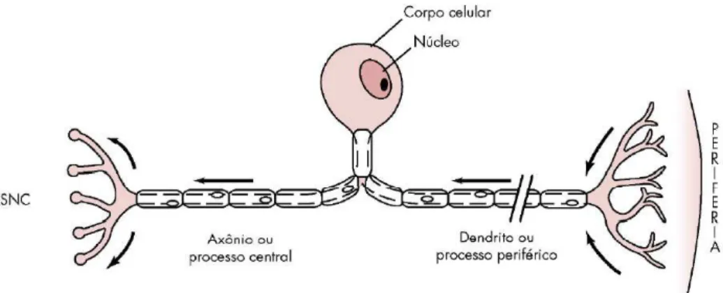 Figura 2. Neurónio sensitivo (adaptado de Malamed, 2013).