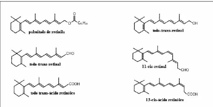 Figura 1: Estrutura química dos principais metabólitos da vitamina A. Fonte: Ross, 1999