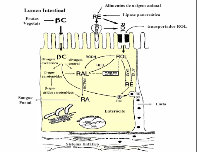 Figura 5: Esquema da absorção dos ésteres de retinila e do β-caroteno.  β-caroteno (βC); 