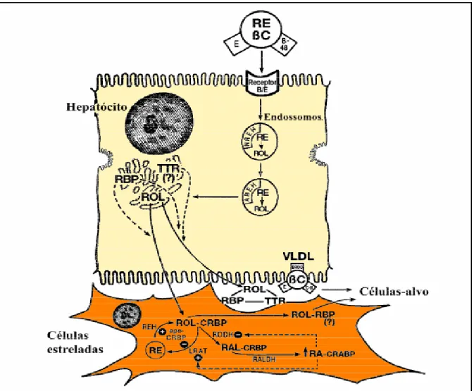Figura 6: Aspectos do metabolismo hepático da vitamina A e do β-caroteno. Proteína  ligadora de retinol (RBP); pré-albumina (TTR); ésteres de retinila (RE); retinol (ROL); retinal  (RAL); ácido retinóico (RA); hidrolases de ésteres de retinila (REH); retin