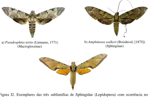Figura  I2.  Exemplares  das  três  subfamílias  de  Sphingidae  (Lepidoptera)  com  ocorrência  no  Brasil:  a)  Pseudosphinx  tetrio  (Linnaeus,  1771):  Macroglossinae;  b)  Amphimoea  walkeri  (Boisduval, [1875]): Sphinginae; c) Protambulyx strigilis (