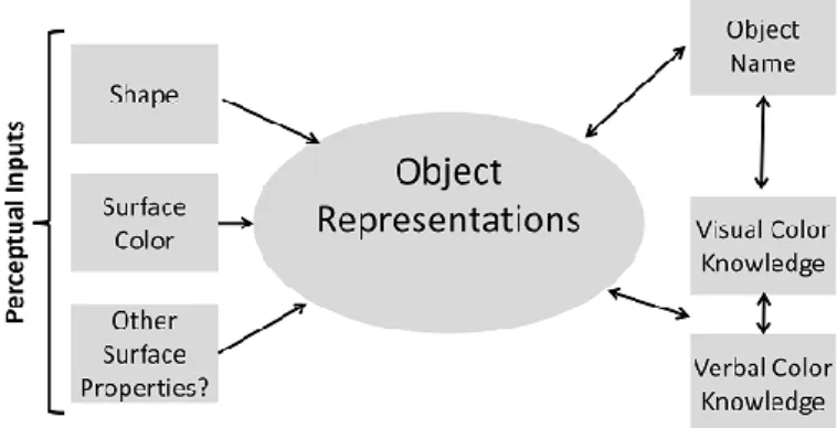 Figure 1.3. The Shape + Surface model of object recognition. Adapted from Tanaka,  Weiskopf and Williams (2001)