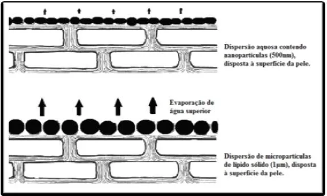 Figura  5  -  Oclusão  proporcionada  pelas  partículas  lipídicas  à  superfície  da  pele  (adaptado de Souto e Müller, 2008)