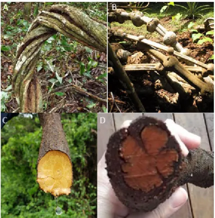 Figure 3. Different Banisteriopsis caapi types used in ayahuasca preparation: (A) tucunacá; (B) caupuri  (with swollen nodes); (C) fresh amarelinho; (D) amarelinho some days after harvesting