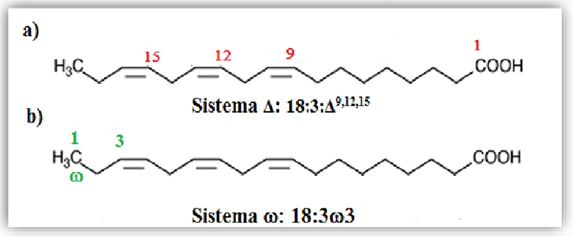 Figura  2:  Representação  da  classificação  do  ácido  α-linolénico  nos  sistemas  delta  e  ómega 