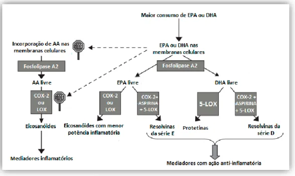 Figura 4: Mecanismos de ação anti-inflamatória dos ómega-3 (adaptado de Calder, 2006).