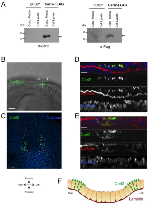 Figure 1. Immunofluorescence detection of Cerl2 at the node. (A) Western blot analysis of Cerl2-Flag in cell lysates and conditioned media of transfected 293T cells