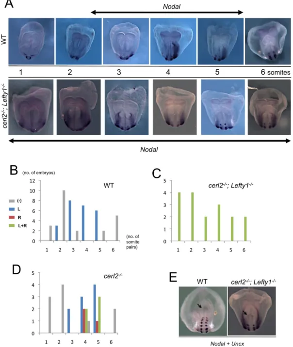 Figure 4. Displacement of antagonists at the node results in bilateral expression of Nodal in the LPM