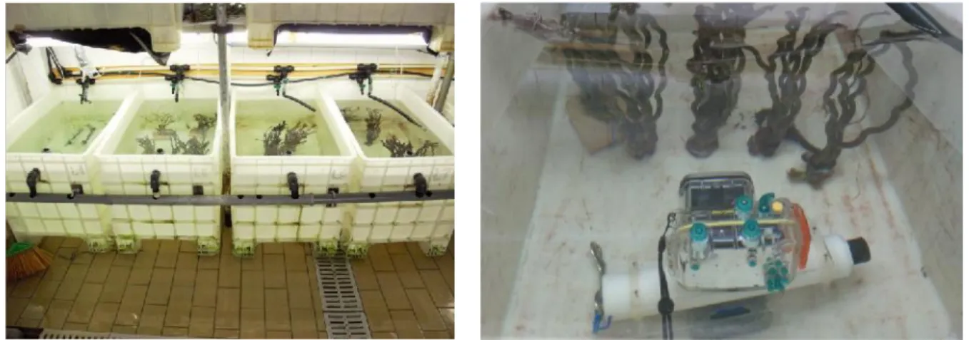 Figure 3.5 and 3.6: H. guttulatus and H. hippocampus broodstock tanks at Ramalhete experiment filed station.