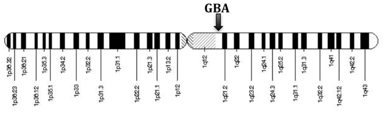Figure    2    -­‐    GBA    gene    location    on    the    long    (q)    arm    of    chromosome    1    at    position   21