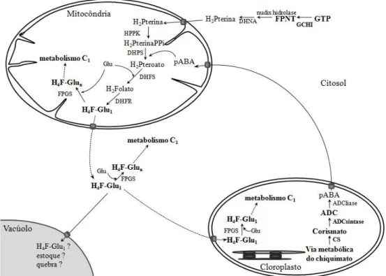 Fig.  31-  A  via  metabólica  de  biossíntese  do  folato  em  plantas.  Aminodeoxicorismato  (ADC),  ácido  para-aminobenzóico  (pABA),  guanosina  trifosfato  (GTP),  dihidropterina  (H 2 Pterina),  dihidropteroato  (H 2 Pteroato),  dihidrofolato  (H 2 