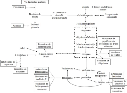 Fig.  41-  Via  metabólica  da  fenilalanina,  tirosina  e  triptofano,  em  destaque  o  ramo  metabólico  do  chiquimato  ao  corismato  (Kyoto  Encyclopedia  of  Genes  and  Genomes  (KEGG)  http://www.genome.ad.jp/kegg/pathway/map/map00400.html).