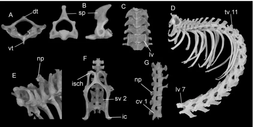 Figure  6.1: Post cranium axial skeleton of Phyllomys centralis sp. n. A  –  atlas: dorsal tubercle (dt) and ventral tubercle (vt); B  –  axis: spinous  process (sp); C  –  cervical vertebrae: lamina ventralis (lv) of the sixth cervical vertebra; E  –  neu