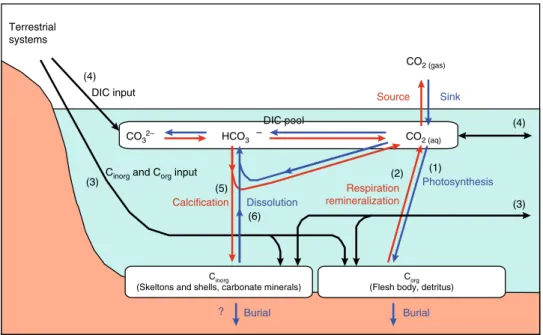 Fig. 1 Conceptual diagram showing the biogeochemistry of carbon associated with air-water CO 2 exchanges