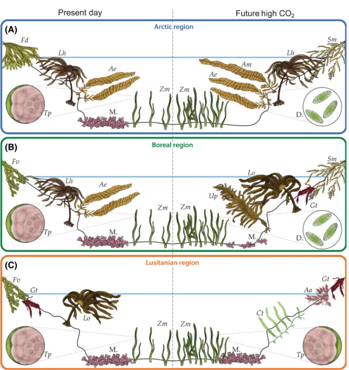 Figure 2. Predicted change in northeast Atlantic benthic marine flora if CO 2 emissions continue unabated