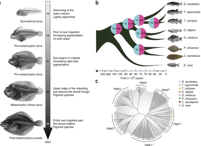 Figure 1  Flatfish metamorphosis and phylogenomic evolution. (a) Gross morphology of metamorphosis in Japanese flounder