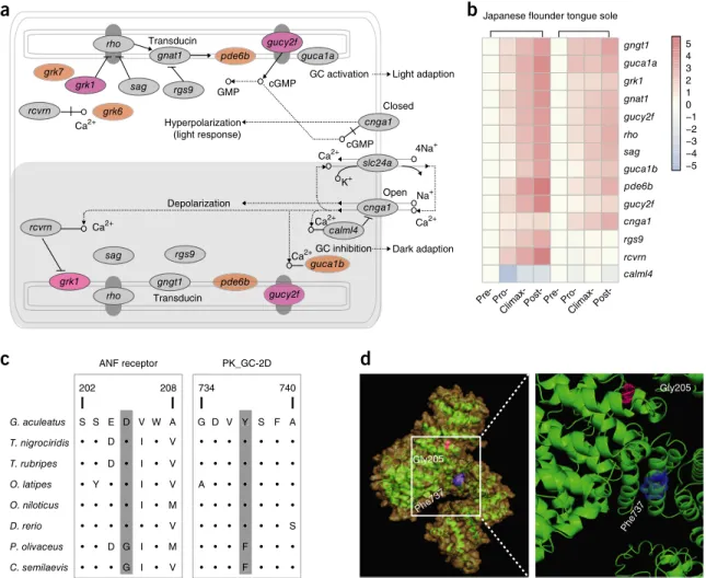 Figure 2  Visual adaptation of flatfish. (a) Positive selection of genes in the phototransduction pathway in flatfish