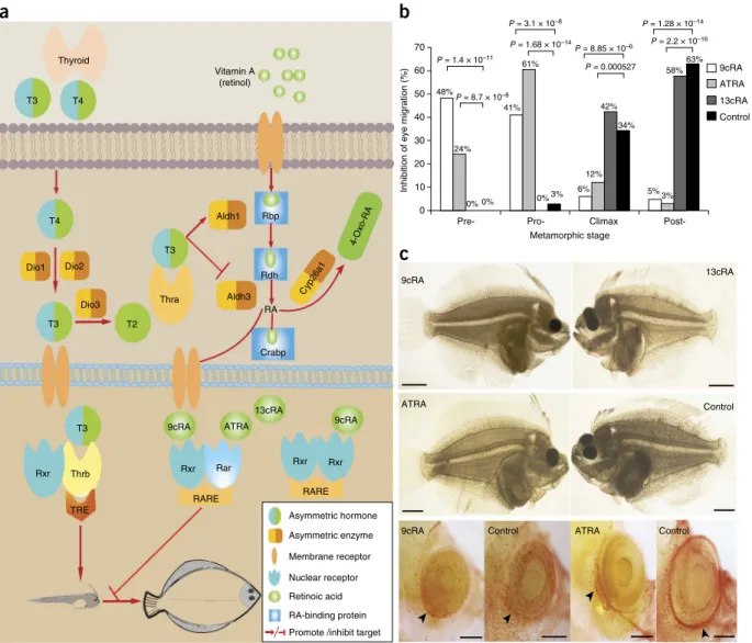 Figure 3  Molecular signatures in flatfish eye migration. (a) Putative cross-talk between TH signaling and RA signaling in eye migration