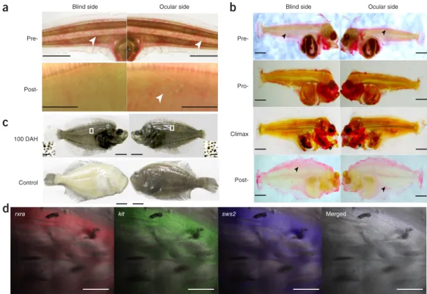 Figure 4  Visual opsins establish the asymmetric RA gradient during flatfish metamorphosis