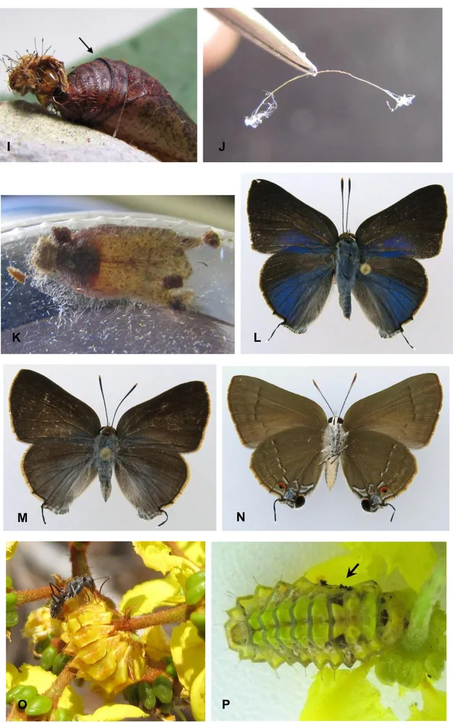 Figura 1. Allosmaitia strophius. 