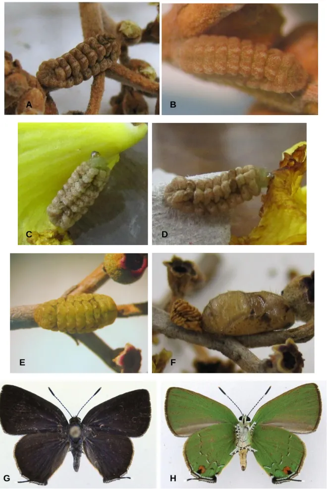 Figura 6.  Erora  aff. gabina  (Godman &amp; Salvin, 1887). (A-D) larvas de último ínstar; 