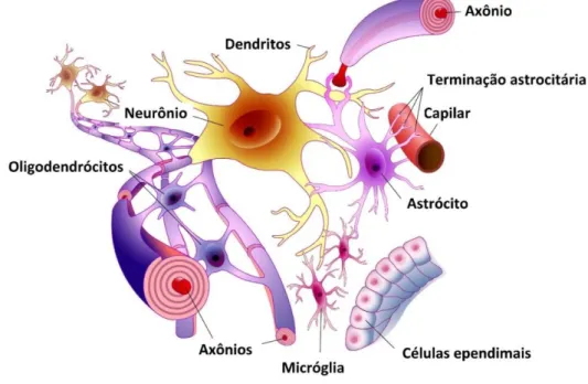 Figura  2.  Representação  das  células  residentes  no  sistema  nervoso  central.  O  SNC  de  mamíferos  é  composto  de  neurônios,  células  da  glia  (micróglia,  astrócitos  e  oligodendrócitos),  além  de  outros  tipos  celulares  de  suporte