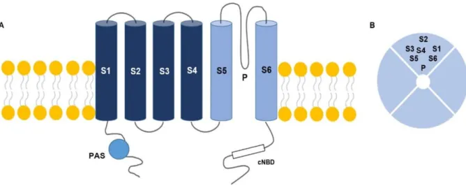 Figura 3. Representação esquemática do canal Kv 10.1. (A) α-subunidades compostas por 6 domínios que  atravessam a membrana plasmática (S1-S6)