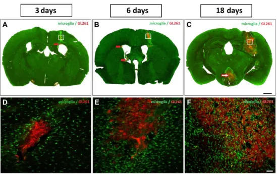 Figure  1.  Epifluorescence  imaging  (A)  3,  (B)  6  and  (C)  18  dpi  reveals  tumor  growth  and  metastasis