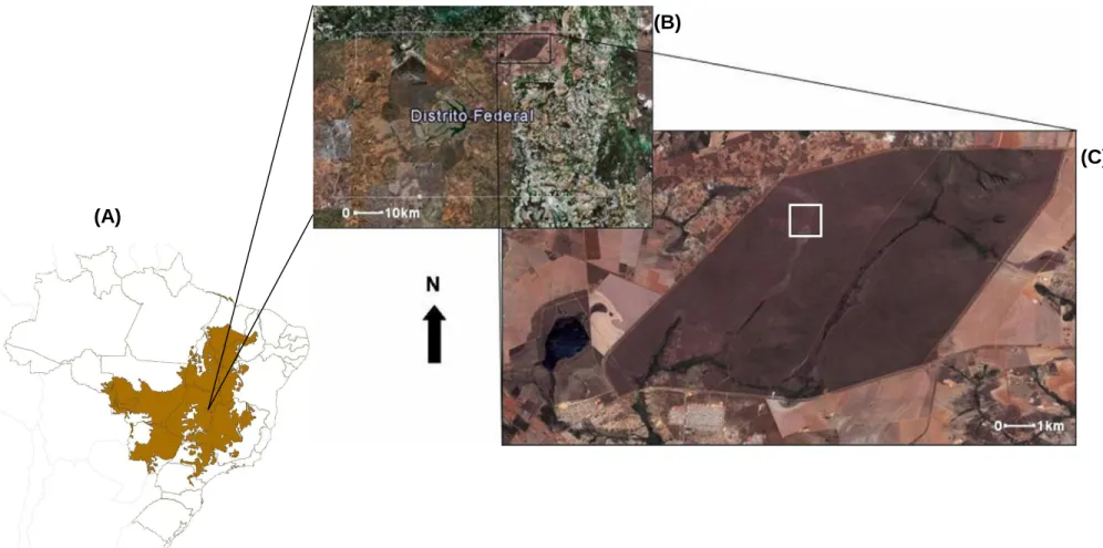 Figura  2  -  Região  do  Cerrado  (em  laranja  no  mapa)  (A),  localização  da  Estação  Ecológica  de  Águas  Emendadas  (ESECAE)  no  Distrito  Federal  (B),  e  em  destaque  (quadrado  branco)  a  grade  de  100  ha  na  ESECAE  (C)  (Fonte: 