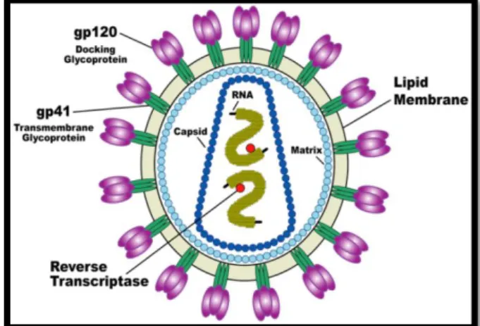Ilustração 1 -  Representação da estrutura do VIH. 