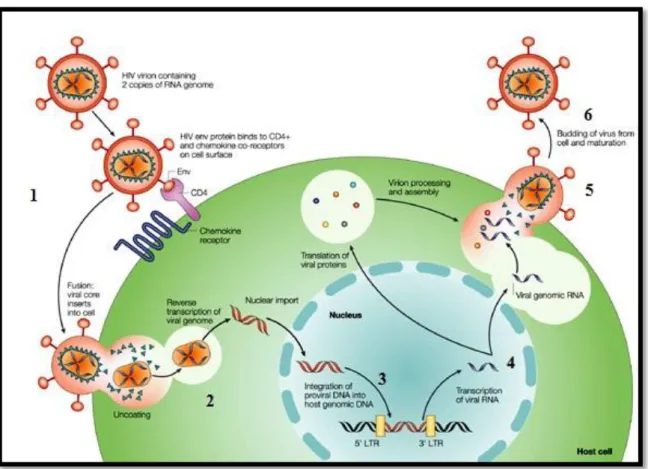 Ilustração 4 - Esquema do ciclo viral do VIH. Encontram-se representados as seis fases compreendidas: 