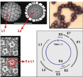 Figura I-1 – Partícula viral e organização genómica do VPH (Adaptado de Hantz et al.,  2006)