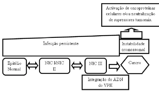 Figura I-2 – Evolução de infecção por VPH (Adaptado de Ghittoni et al., 2010). 