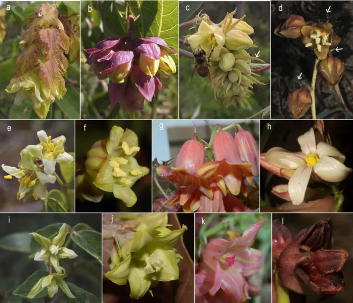 Figure  1  Inflorescences  and  flowers  in  Manihot  species  to  illustrated  the  floral  diversity  of  the  genus,  all  the  species  occur  in  Cerrado