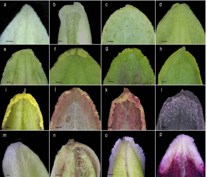 Figure 2 Tepals (ventral side) in Manihot species. Note the modified epidermis on tepals margins