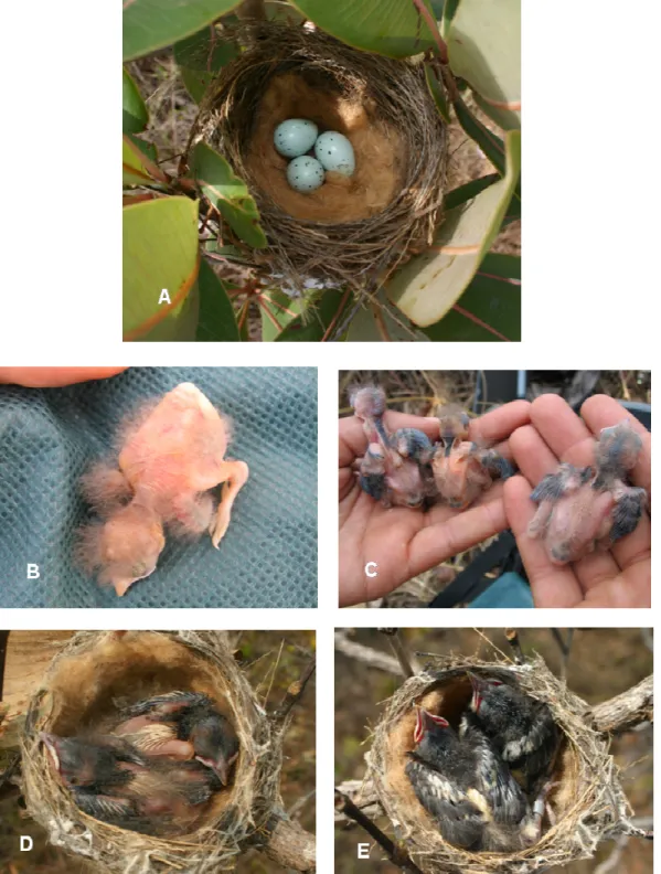 Figura 3. Ovos e ninhegos de Cypsnagra hirundinacea em diferentes idades: A) ovos no ninho  evidenciando a coloração e as manchas marrons; B) ninhego com 2 dias de idade; C) ninhegos  com 6 dias; D) ninhegos com 8 dias e E) ninhegos com 10 dias