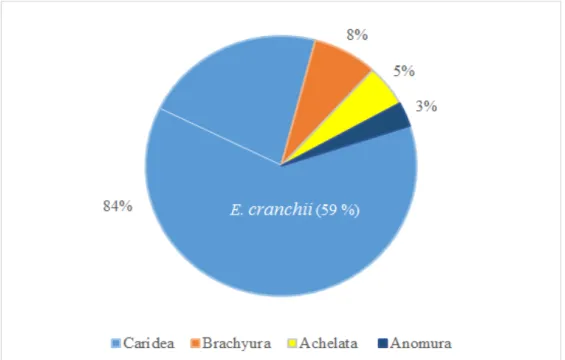 Figure 3. Percentage of the collected individuals regarding their infraorder. (E. cranchii  belongs to the infraorder Caridea, being representing 59 % of 84 % of Caridea)