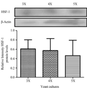 Figure 4 - Protein expression level of heat stress factor. Western blot- blot-ting and band intensity of HSF-1 obtained from samples with different conditions of temperature and concentration of methanol were  ana-lyzed