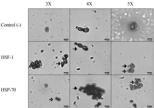 Figure 5 - Presence in situ of heat shock proteins. Immunolocalization of HSF-1 and HSP-70 in P