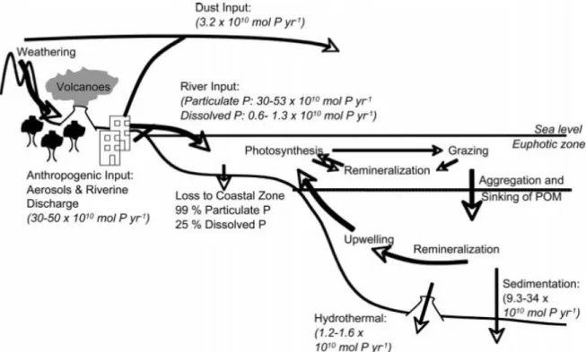 Figure  1.2:  Schematic  representation  of  the  marine  phosphorus  cycle.  Fluxes  are  given  in  italics