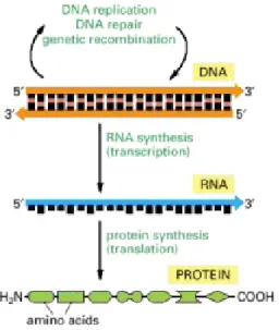 Figura 3.1: Fluxo de informa¸c˜ ao gen´ etica DNA-RNA-prote´ına [1].