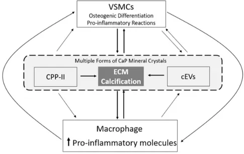 Figure 3. The vascular calcification-inflammation cycle.  Calcium-phosphate (CaP) mineral is present in secondary  calciprotein  particles (CPP-II), in calcifying extracellular vesicles (cEVs) and in the extracellular matrix (ECM) of blood  vessels