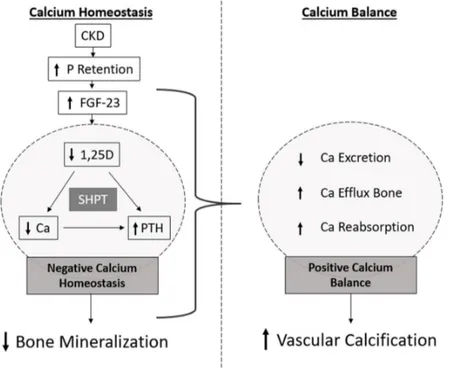 Figure 2. Schematic representation of the mineralization paradox in CKD.  As kidney functional declines, P  retention occurs and FGF-23 highly increases, with consequent decrease in 1,25D levels