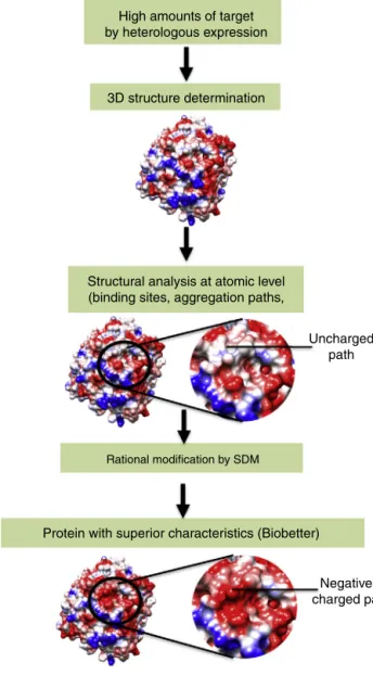 Fig. 1 – Pipeline of protein engineering to obtain biobetters.