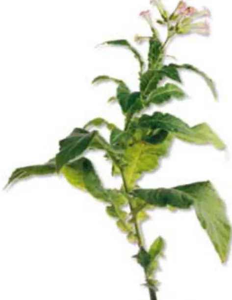 Figura 1 – Planta do gênero Nicotiana 